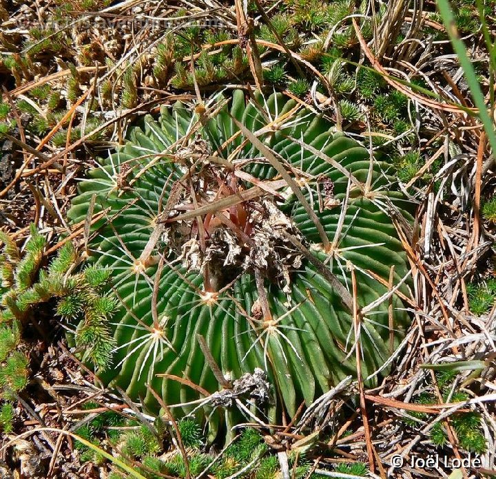 Echinofossulocactus multicostatus San Rafael-Cienega del Toro NL P1260954